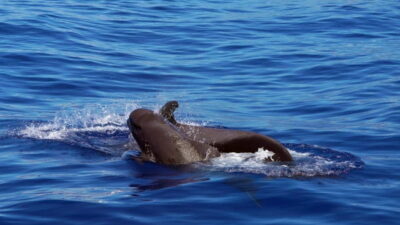 From Funchal: Ecological Catamaran Dolphin Whale Watching - The smooth start: getting on board on time in Funchal Marina