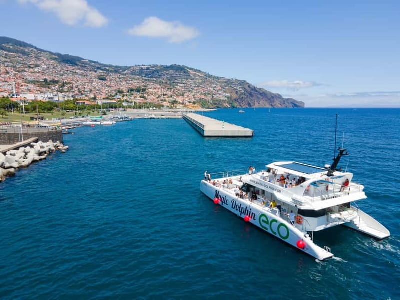 From Funchal: Ecological Catamaran Dolphin Whale Watching - The “eco” part: what it means for you (and the animals)