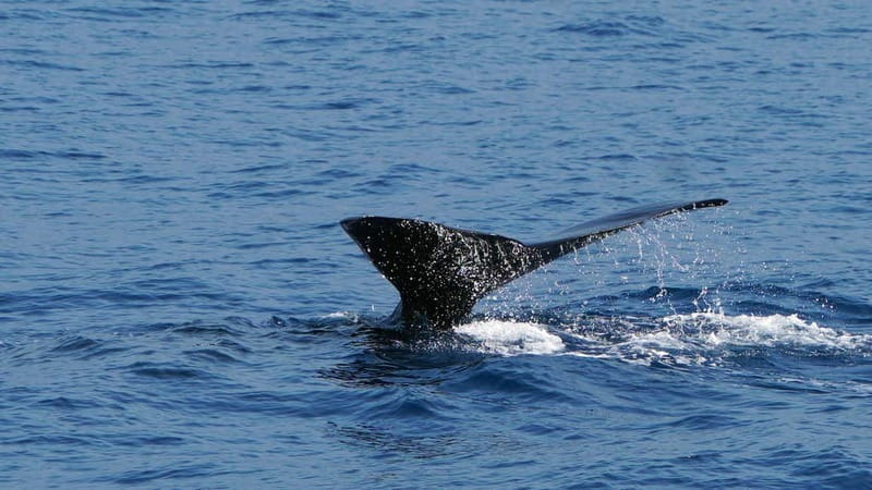 From Funchal: Ecological Catamaran Dolphin Whale Watching - Crew, guides, and the spotter advantage