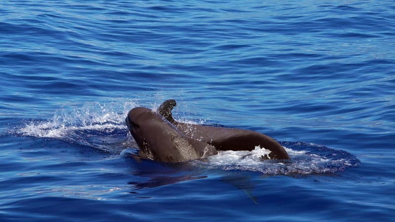 From Funchal: Ecological Catamaran Dolphin Whale Watching - Checking in at Funchal Marina without losing your spot