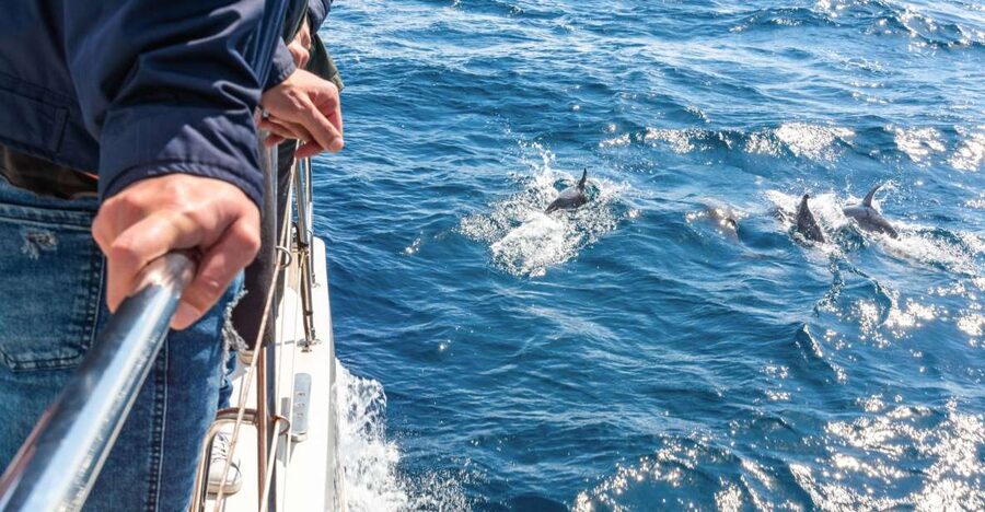 From Funchal: Madeira Dolphin and Whale Watching Tour - Key highlights you’ll feel on this tour