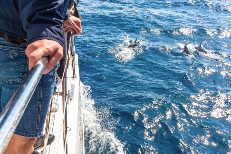 From Funchal: Madeira Dolphin and Whale Watching Tour - Leaving Funchal Marina: the calm start to a wildlife hunt