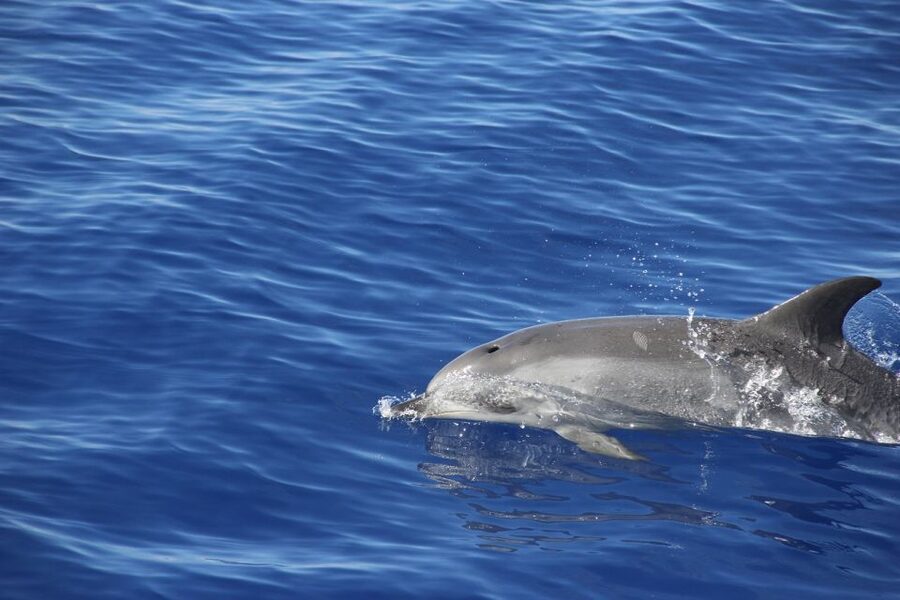 From Funchal: Madeira Dolphin and Whale Watching Tour - Cabo Girão cliff swim and snorkeling: the most memorable stop (when it’s running)