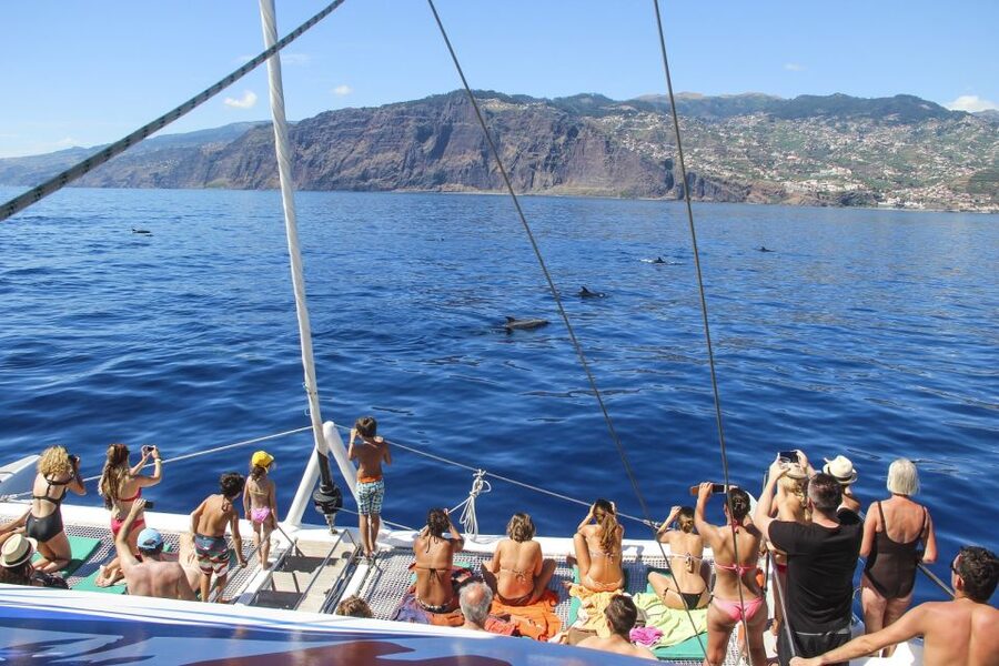 From Funchal: Madeira Dolphin and Whale Watching Tour - Your best odds: the free second trip and how it changes the math