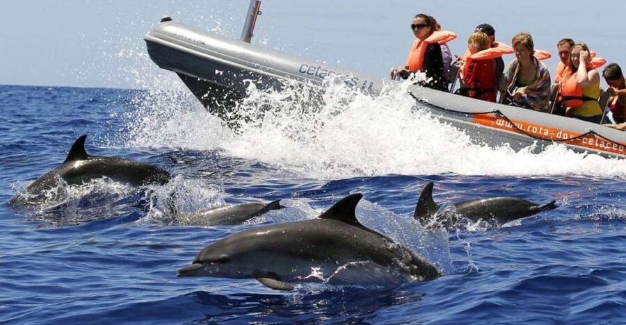 From Funchal: Whale and Dolphin Watching - Key highlights worth circling on your Madeira plan