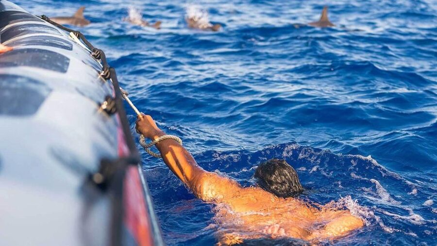 From Funchal: Whale and Dolphin Watching - Who This Madeira Dolphin and Whale Tour Fits Best