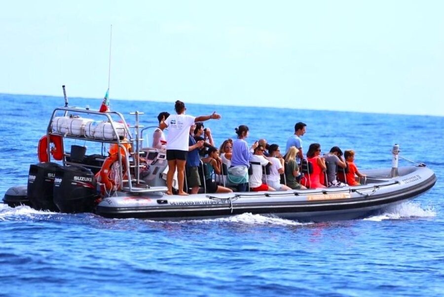 From Funchal: Whale and Dolphin Watching - What You Might See Off Madeira: Pilot Whales, Dolphins, and Surprise Encounters
