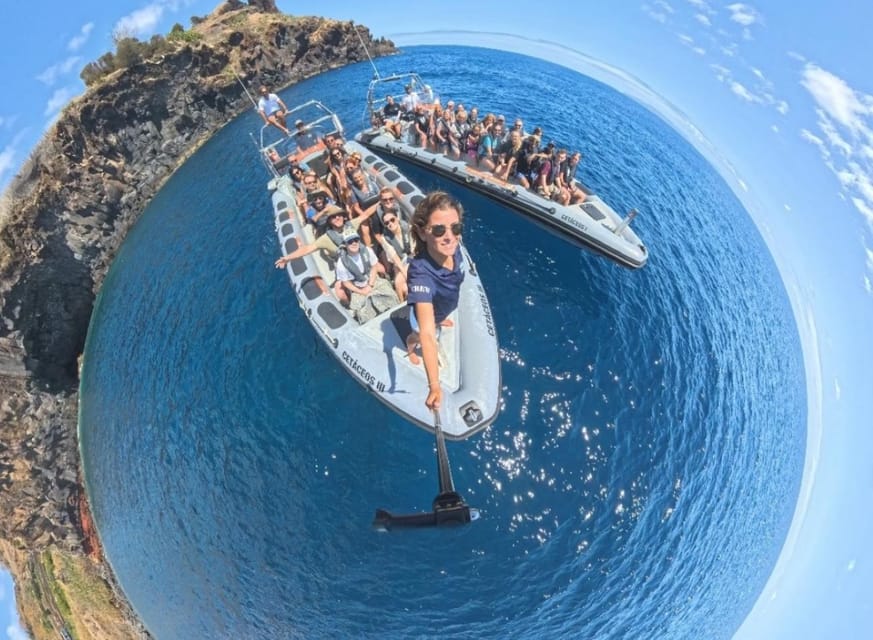 From Funchal: Whale and Dolphin Watching - It Feels Like a Short Trip for a Reason: 2.5 Hours Well Used
