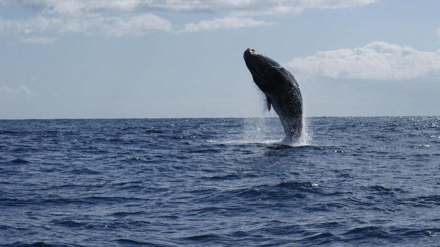 From Funchal: Whale and Dolphin Watching - Packing Tips That Actually Help Your Day Go Better