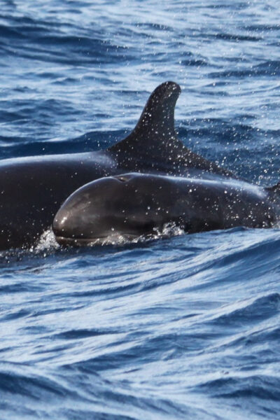 From Funchal: Whales and Dolphin Adventure Tour - The speedboat advantage: why a smaller group boosts your chances