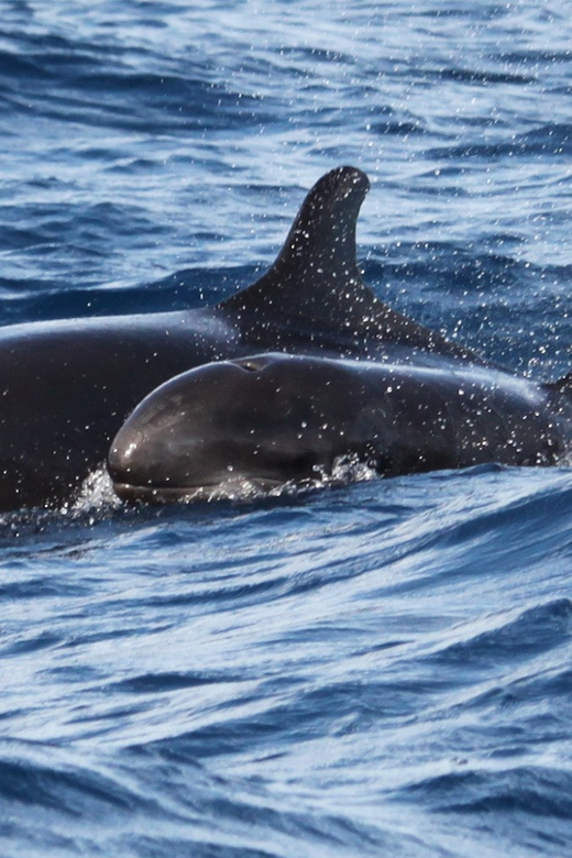 From Funchal: Whales and Dolphin Adventure Tour - The speedboat advantage: why a smaller group boosts your chances