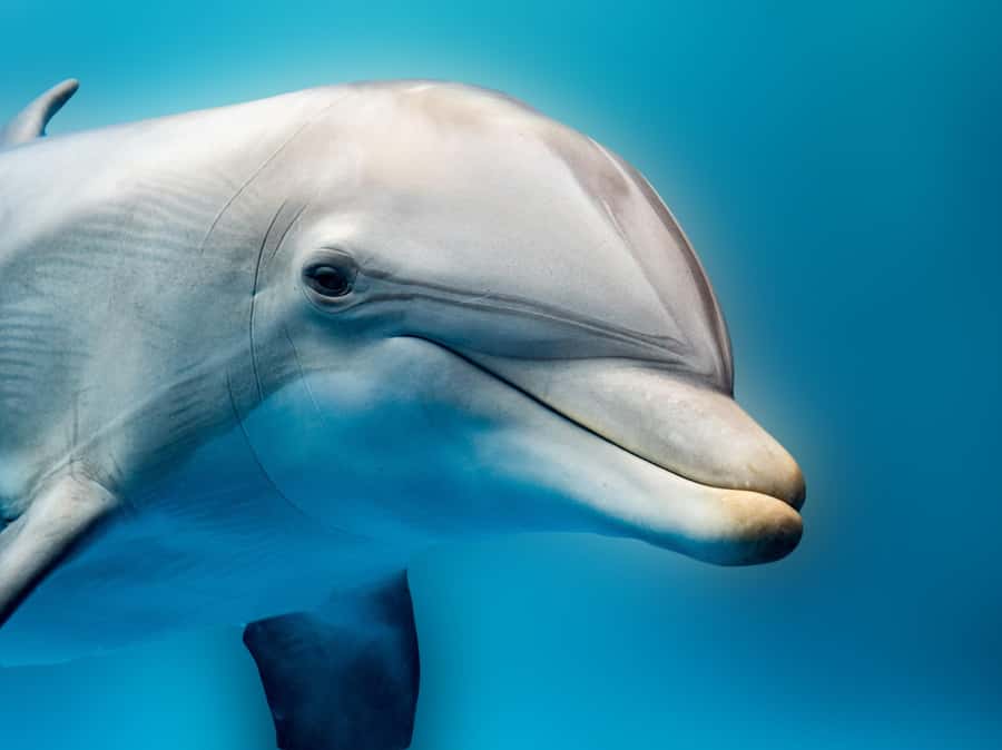 From Hurghada: Hula Hula Island Speedboat Tour with Dolphins - Snorkeling at coral reefs: what you’re signing up for