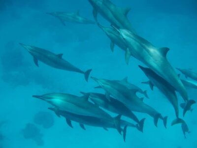 From Hurghada: Hula Hula Island Speedboat Tour with Dolphins - Dolphins in the wild: the 75% reality check