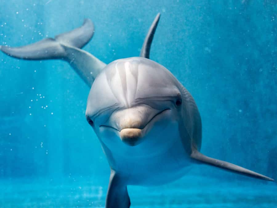 From Hurghada: Hula Hula Island Speedboat Tour with Dolphins - Abu Minqar photo stop: short and scenic