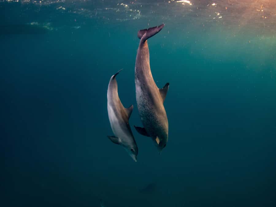 From Hurghada: Hula Hula Island Speedboat Tour with Dolphins - Food onboard: simple, included, and plan for a full day
