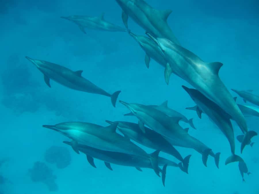 From Hurghada: Hula Hula Island Speedboat Tour with Dolphins - Dolphins in the wild: the 75% reality check