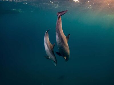 From Hurghada: Paradise Island Speedboat Tour with Dolphins - Snorkeling on the Reef: Gear, Guide Support, and What to Expect Underwater