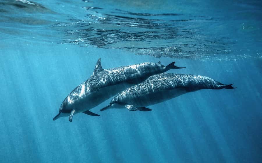 From Hurghada: Paradise Island Speedboat Tour with Dolphins - Price and Value: Is $38 Per Person a Good Deal?
