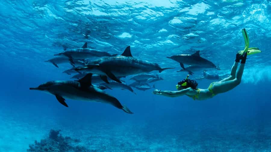 From Kendwa: Mnemba Boat Trip and Dolphin Snorkel Adventure - The early start that makes Mnemba feel special