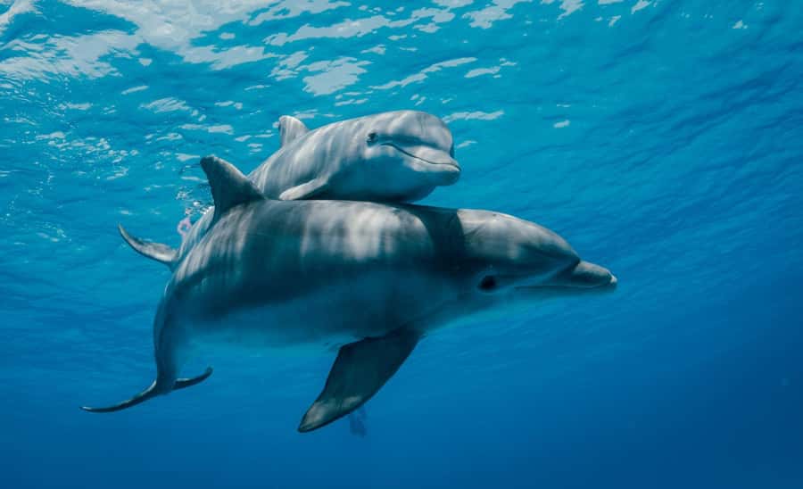 From Kendwa: Mnemba Boat Trip and Dolphin Snorkel Adventure - Should you book this Mnemba dolphin and snorkeling trip?