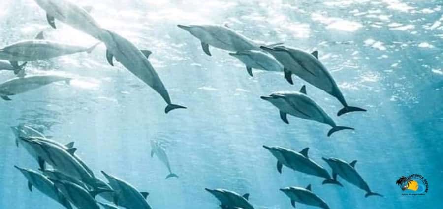 From Kendwa/Nungwi: Mnemba Dolphins with Snorkel Tour - Key Things to Know Before You Go