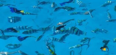 From Kendwa/Nungwi: Mnemba Dolphins with Snorkel Tour - Getting From Kendwa or Nungwi to Mnemba Atoll