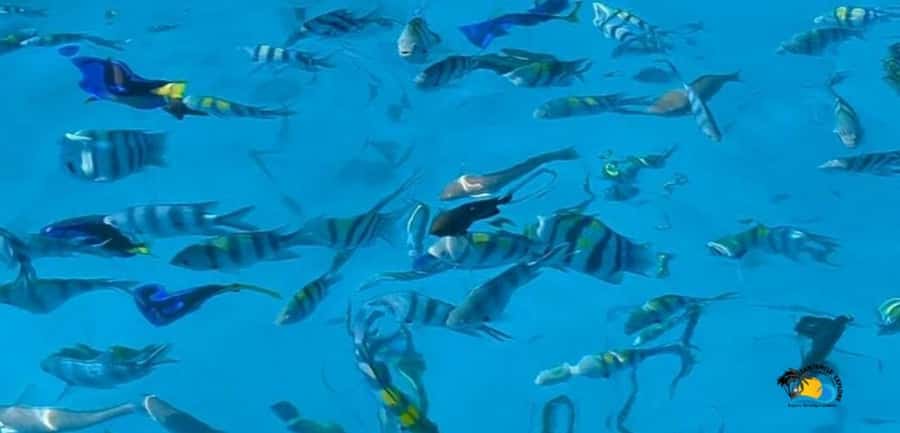 From Kendwa/Nungwi: Mnemba Dolphins with Snorkel Tour - Getting From Kendwa or Nungwi to Mnemba Atoll