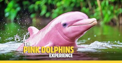 From Koh Samui: Pink Dolphin Boat Tour to Khanom with Lunch - Getting to Thong Krut: Pickup Timing That Actually Matters