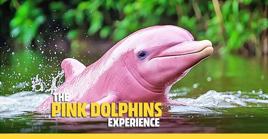 From Koh Samui: Pink Dolphin Boat Tour to Khanom with Lunch - Getting to Thong Krut: Pickup Timing That Actually Matters