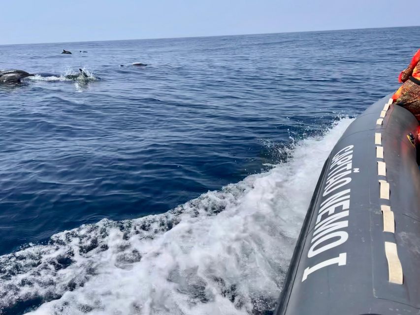 From Lagoa: Dolphins & Ponta da Piedade with biologist guide - Dolphin watching in the Atlantic: how the tour really works