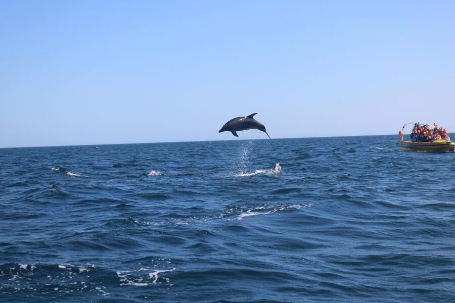 From Lagoa: Dolphins & Ponta da Piedade with biologist guide - Lagos coastline and Ponta da Piedade: cliffs you can see from every angle