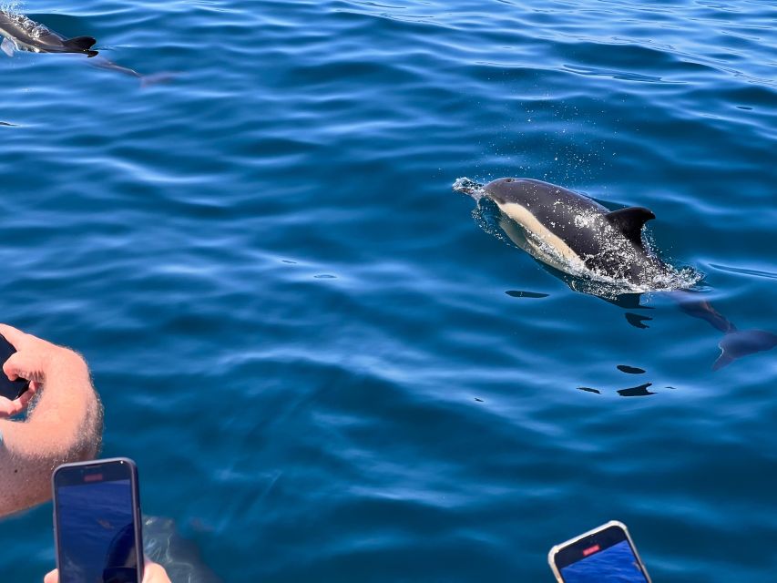 From Lagoa: Dolphins & Ponta da Piedade with biologist guide - Swim stop: the calm-sea reward (and when it gets canceled)