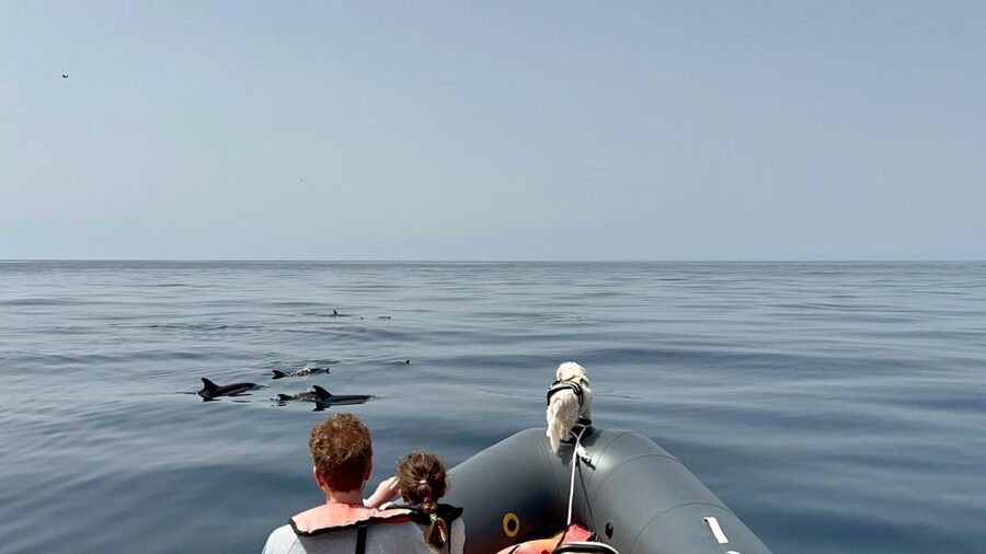 From Lagoa: Dolphins & Ponta da Piedade with biologist guide - Boat and group size: comfortable, but still a sea day