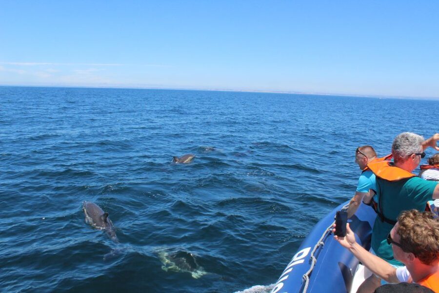 From Lagos: Dolphin Watching Boat Trip w/Marine Biologists - What If the Dolphins Aren’t Showing Up?