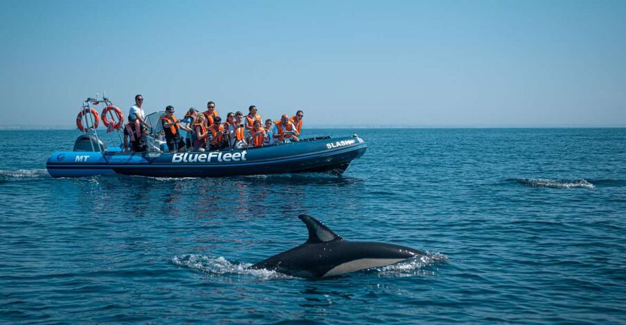From Lagos: Dolphin Watching Boat Trip w/Marine Biologists - Small-Group Dolphin Watching on a Fast RIB from Lagos