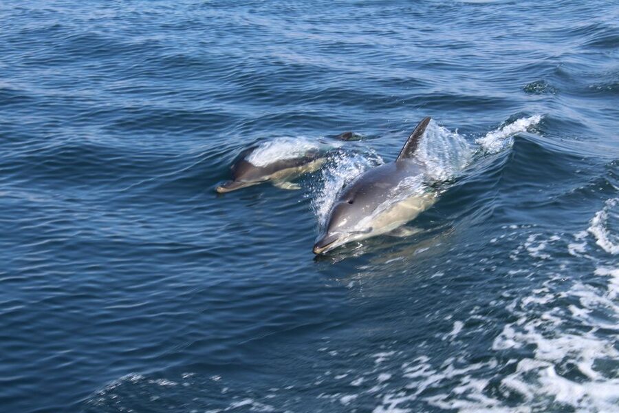From Lagos: Dolphin Watching Boat Trip w/Marine Biologists - How the 1.5-Hour Dolphin Search Plays Out in Open Atlantic Water