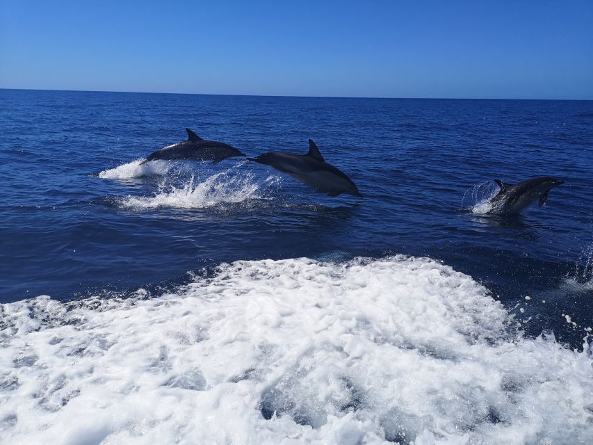 From Lagos: Dolphin Watching Boat Trip w/Marine Biologists - Ethical Dolphin Watching Rules You’ll Follow (and Why They Matter)