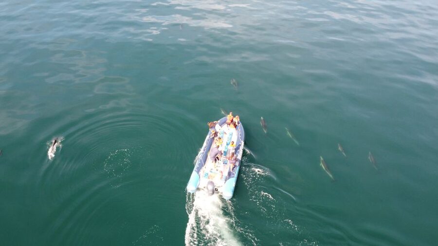 From Lagos: Dolphin Watching Boat Trip w/Marine Biologists - Who Should Book This Dolphin Trip (and Who Should Skip It)