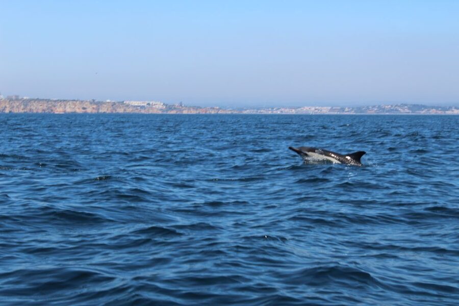 From Lagos: Dolphin Watching Boat Trip w/Marine Biologists - Where You Meet in Lagos and How to Prepare