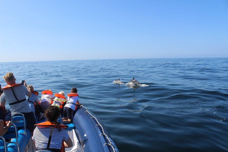 From Lagos: Dolphin Watching Boat Trip w/Marine Biologists - Marine Biologists on Board: What You Learn While You Watch