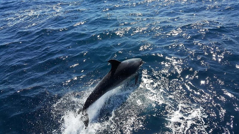 From Lagos: Dolphin Watching Catamaran Cruise - Getting onto the water: how the guide keeps the hunt organized