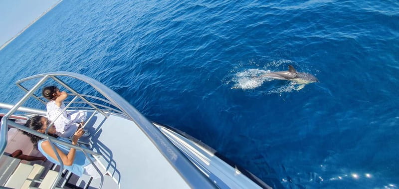 From Lagos: Dolphin Watching Catamaran Cruise - The ride along Lagos’s coast: views that start before dolphins