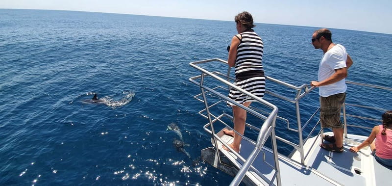 From Lagos: Dolphin Watching Catamaran Cruise - Benagil Cave area and grottos: what you’ll see and why it’s worth it
