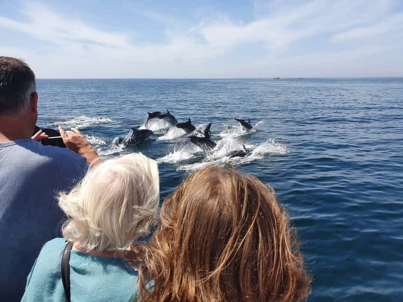 From Lagos: Dolphin Watching Catamaran Cruise - Spotting wild dolphins: how you get close without turning it into chaos