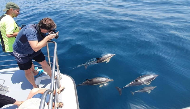 From Lagos: Dolphin Watching Catamaran Cruise - Comfort and safety: padded seats and top-tier gear
