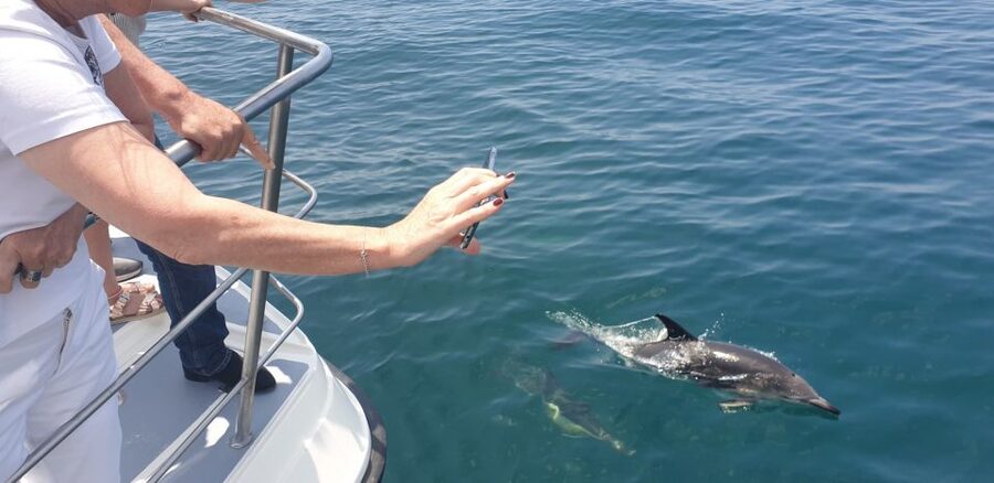 From Lagos: Dolphin Watching Catamaran Cruise - Price and value: is $38 worth 90 minutes on the Atlantic?