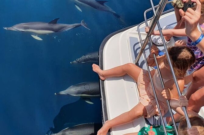 From Lagos: Dolphin Watching Cruise on a Catamaran - Dolphins, and maybe whales: setting realistic expectations