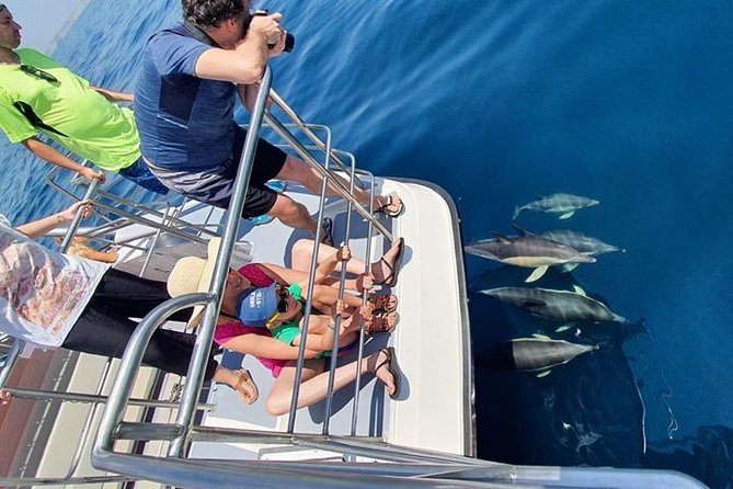 From Lagos: Dolphin Watching Cruise on a Catamaran - Accessibility and who this cruise fits