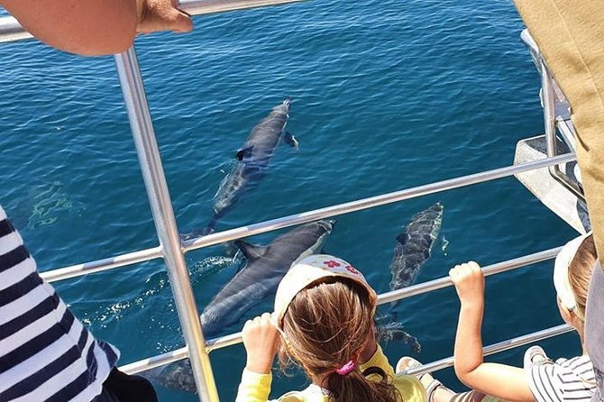 From Lagos: Dolphin Watching Cruise on a Catamaran - Getting on board: what the 90 minutes feels like