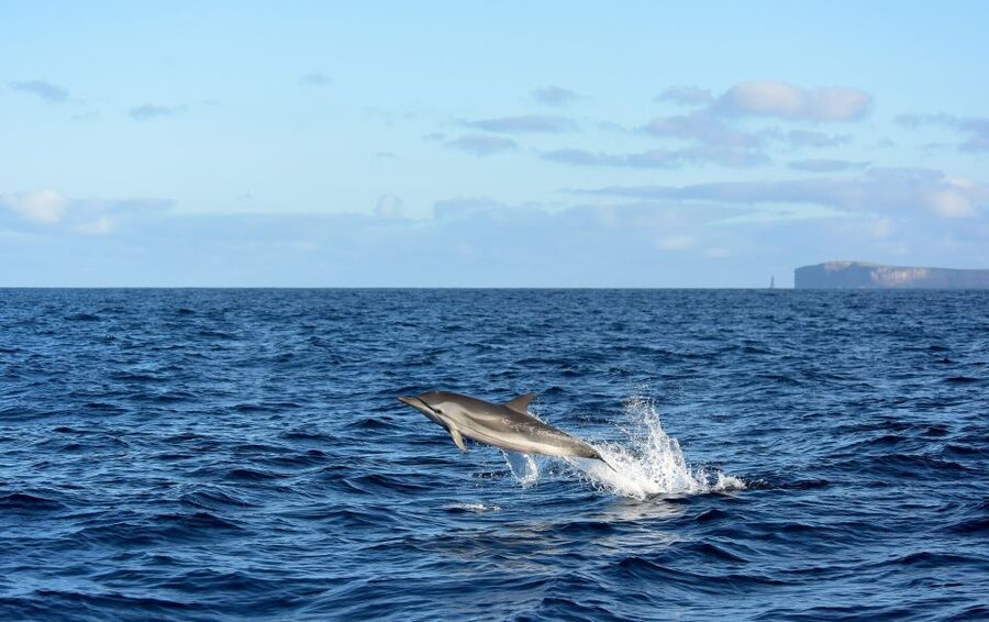 From Machico: Madeira Whale and Dolphin Watching Boat Tour - Key things to know before you go